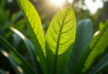 Origines et vertus du yété sénégalais : une plante aux mille usages